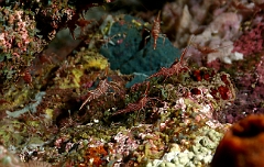 Raja Ampat 2016 - Rhynchocinetes durbanensis - Dancing shrimp - Crevettes danseuses de Durban - IMG_4730_rc